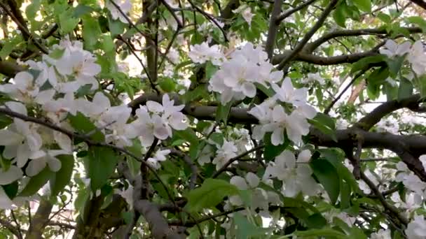 Gros Plan Fleur Pommier — Video