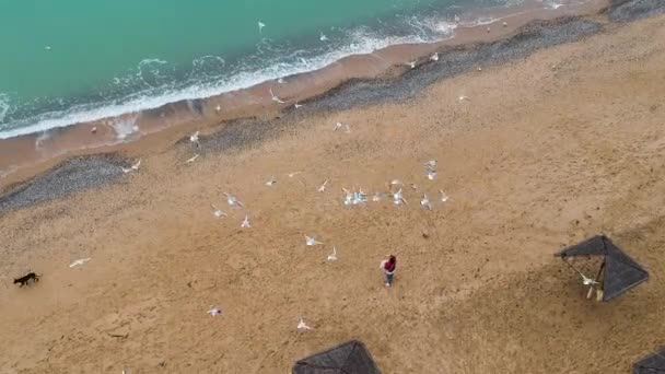 Vista Cima Mulher Alimentando Gaivotas Praia Areia Mar Negro Tiro — Vídeo de Stock