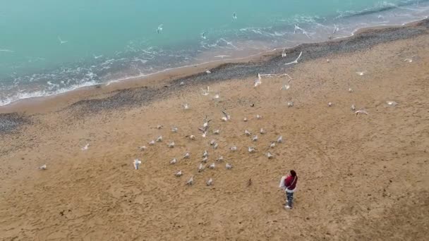 Vue Haut Femme Nourrissant Des Mouettes Plage Sable Mer Noire — Video