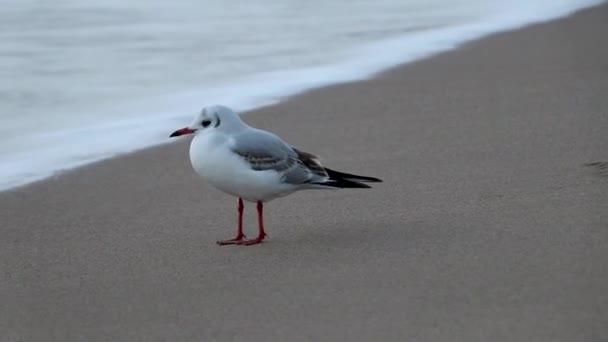 Closeup Seagull Edge Sea Water Sandy Beach — Stock Video