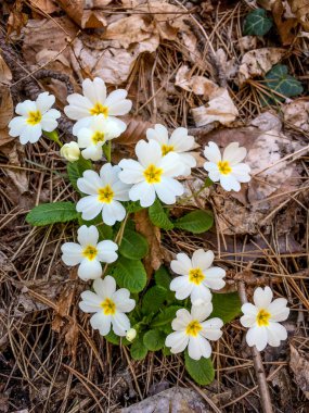 Bahar çiçekli vahşi Primrose (Primula Vulgaris)