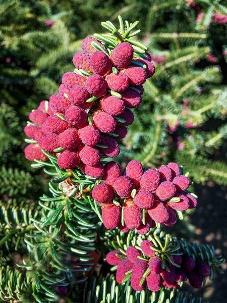 Cones Embrião Abeto — Fotografia de Stock