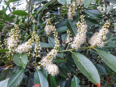 Yakın çiçeklenme Laurocerasus officinalis
