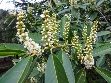 Yakın çiçeklenme Laurocerasus officinalis