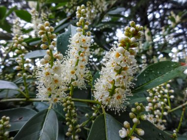 Yakın çiçeklenme Laurocerasus officinalis