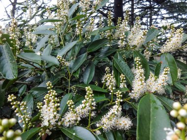 Yakın çiçeklenme Laurocerasus officinalis
