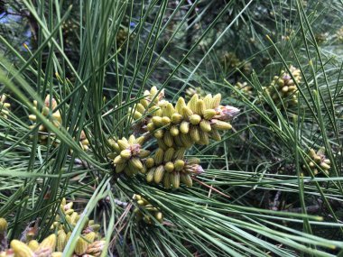Pinus üzerinde embriyo konileri