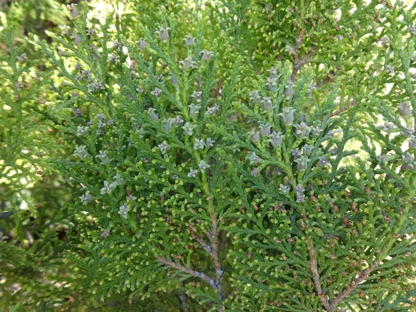 Primer Plano Tuja Floreciente — Foto de Stock