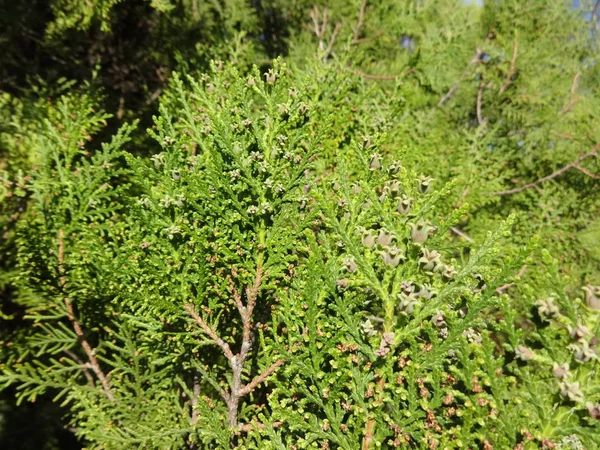 Primer Plano Tuja Floreciente — Foto de Stock