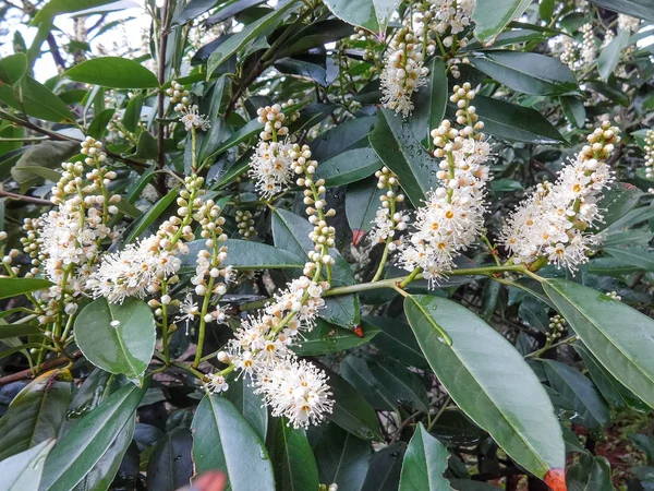 Yakın çiçeklenme Laurocerasus officinalis