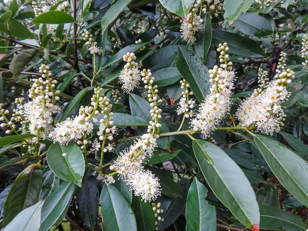 Yakın çiçeklenme Laurocerasus officinalis