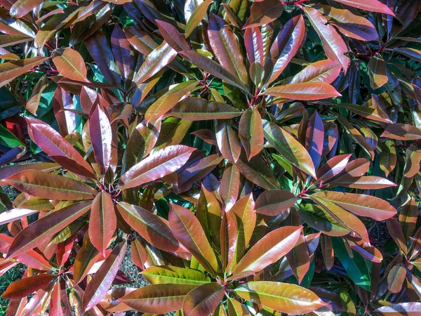 Photinia serrulata ağacında kırmızı-yeşil yaprakların dalları.