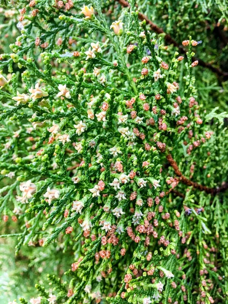 Blooming thuja Yakın Çekim