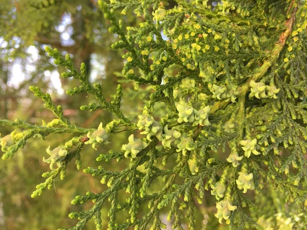 Gros Plan Floraison Thuja — Photo