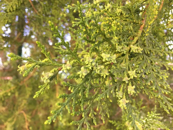 Közelről Blooming Thuja — Stock Fotó