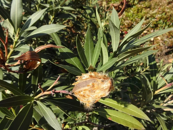 Dosettes Graines Poilues Nerium Oleander — Photo