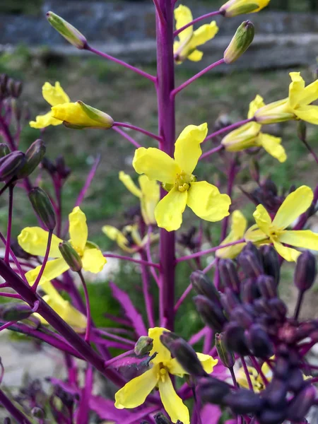 Brassica oleracea sarı çiçekler purlple dalı üzerinde