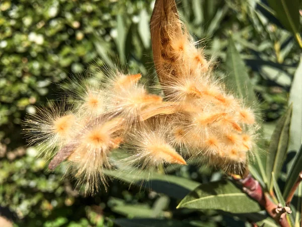 Nerium oleander kıllı tohum bakla