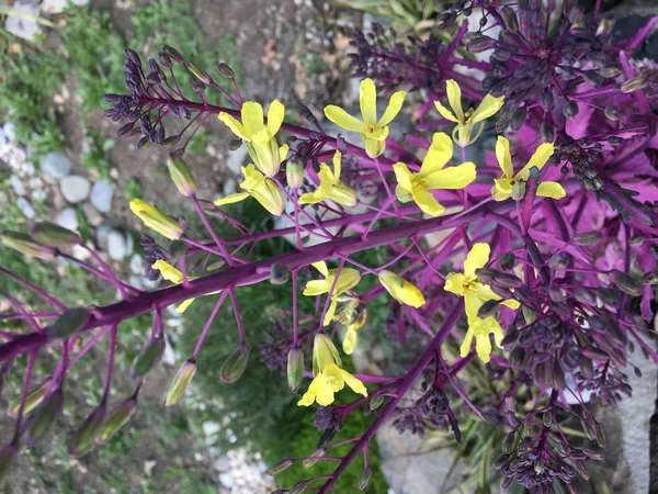Brassica oleracea sarı çiçekler purlple dalı üzerinde