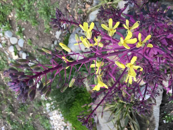 Brassica oleracea sarı çiçekler purlple dalı üzerinde