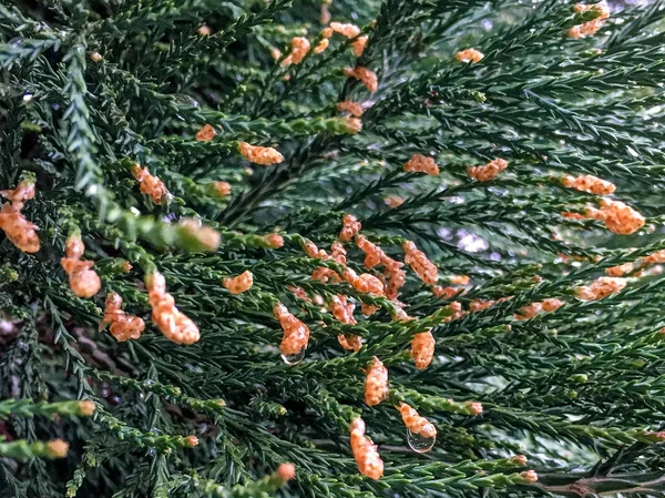 Sequoiadendron Yapraklarının Yakın Çekim — Stok fotoğraf