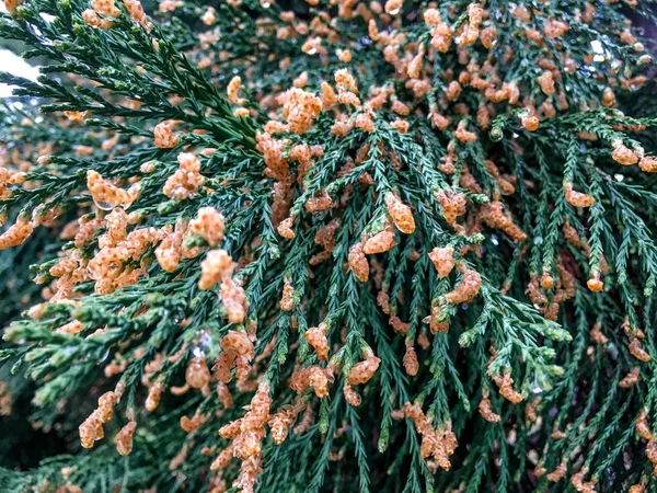 Close Ups Van Sequoiadendron Leaves — Stockfoto