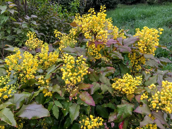 Blooming Mahonia Aquifolium Şubeleri