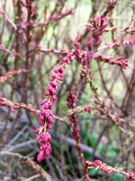 Blooming Tamarix Şubesi — Stok fotoğraf