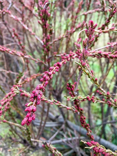 Pobočka Blooming Tamarix — Stock fotografie