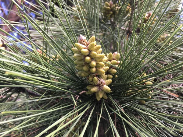 Pinus Üzerinde Embriyo Konileri — Stok fotoğraf