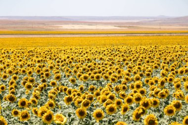 Ufuk çizgisine uzanan bir ayçiçeği tarlası.