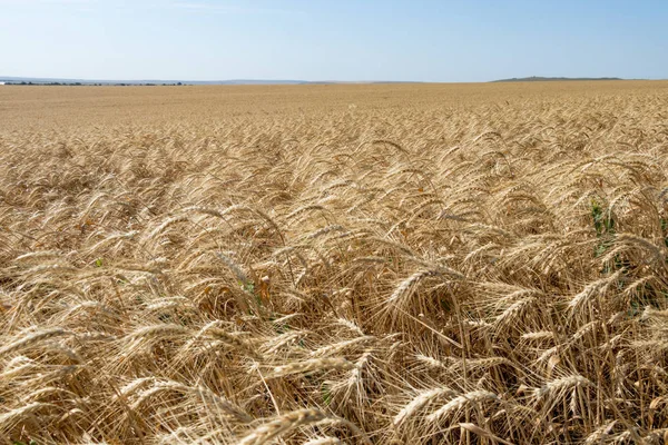 Weizenfeld Erstreckt Sich Bis Zum Horizont — Stockfoto