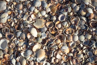 Azov Denizi sahilindeki deniz kabukları. Doku. Yakın plan. Yumuşak odaklanma. Boşluğu kopyala.