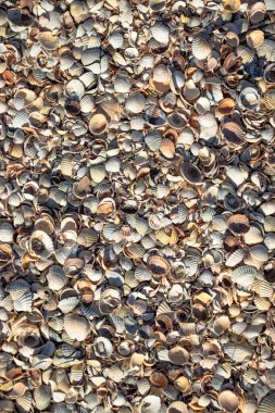 Azov Denizi sahilindeki deniz kabukları. Doku. Yakın plan. Yumuşak odaklanma. Boşluğu kopyala.