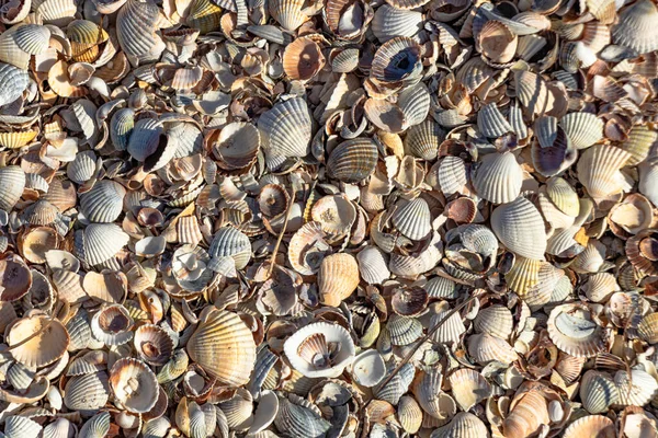조개껍데기들 아조프해의 해변에 있습니다 클로즈업 부드러운 — 스톡 사진