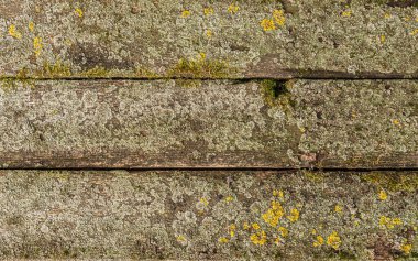 Eski ahşap tahtalardan yapılmış bir masa üstü, birbirine çivilenmiş, yeşil ve sarıyla kaplı küçük bir liken. Dekoratif bir geçmiş. Boşluğu kopyala.