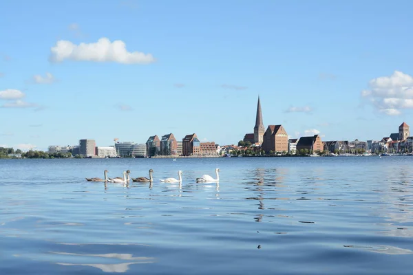 Skyline Van Rostock Uitzicht Rivier Warnow Groep Van Zwaan — Stockfoto