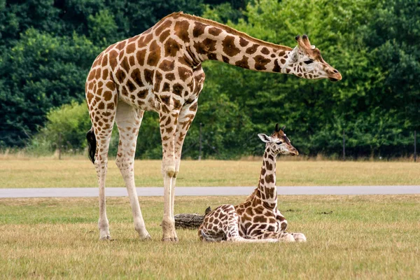 Camelopardalis Hembra Jirafa Con Descendencia — Foto de Stock