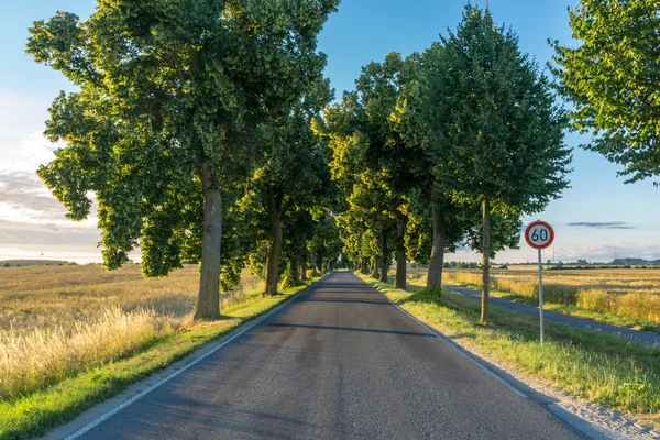 Алея Або Проспект Вулиці Оточені Деревами Пейзаж Влітку — стокове фото