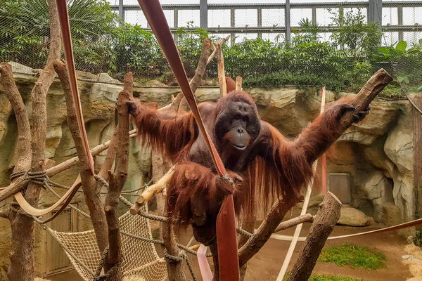 Hayvanat bahçesindeki Orangutan