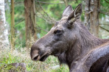 baş bir geyiği veya elk ormandaki