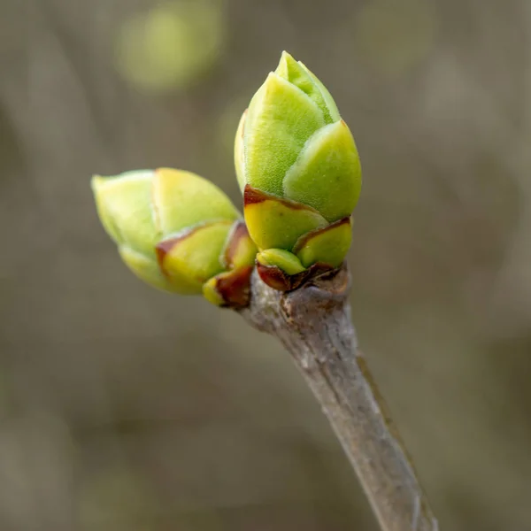 Fleurir Une Branche Arbre — Photo