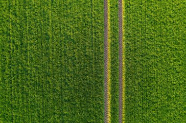 aerial view of green agricultural field with tractor tracks in spring clipart