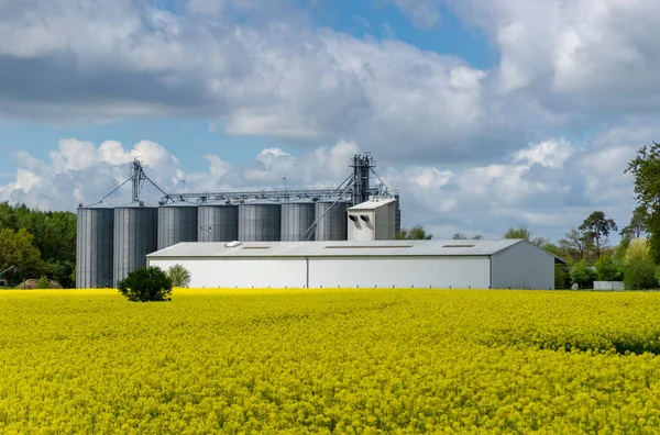 油籽油菜与农场建设和筒仓在背景 云在天空 — 图库照片