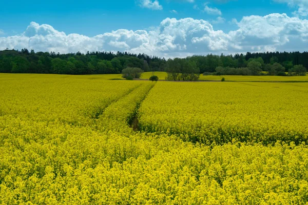 oilseed tecavüz alanı - arka planda orman, gökyüzünde bulutlar
