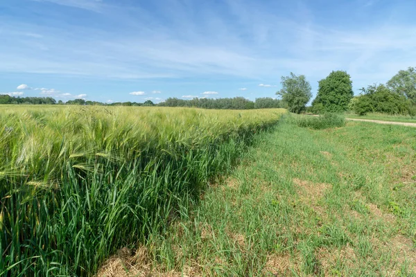 Сельскохозяйственное Поле Незрелым Зерном Кукурузой Голубое Небо Облаками — стоковое фото