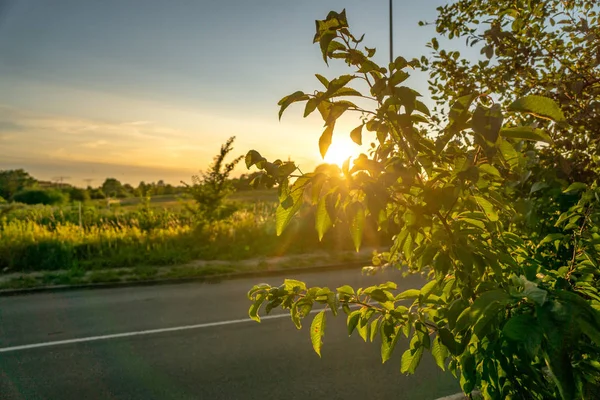 日落时的街道 草地和树木 背光场景 — 图库照片