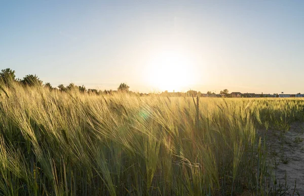 Field Wheat Sunset Sky Clouds — Stock Photo, Image