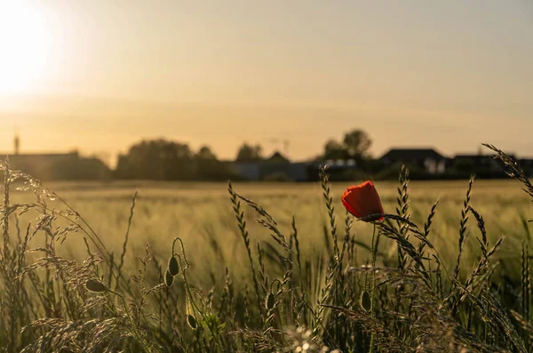 corn field with poppy flower at sunset