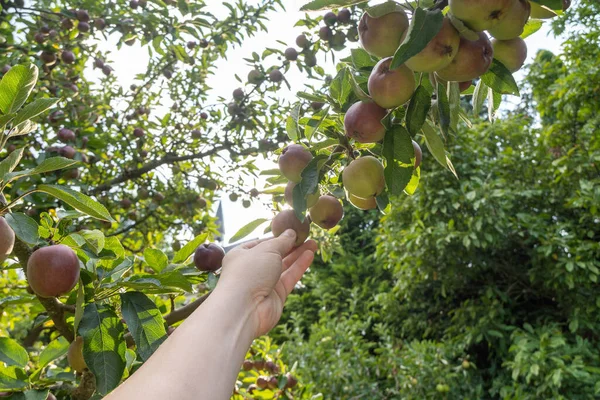 hand holding a branch, hand grabbing an apple